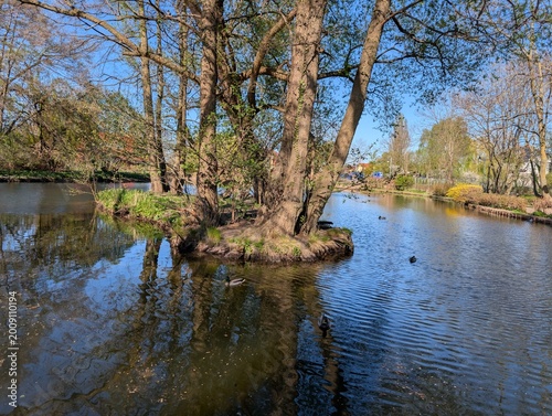 Tree reflection in calm park lake on bright spring day
