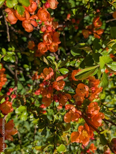 Bright orange blossoms blooming on a garden shrub in spring sunshine. Suitable for botanical design, floral backgrounds, and seasonal nature projects.
