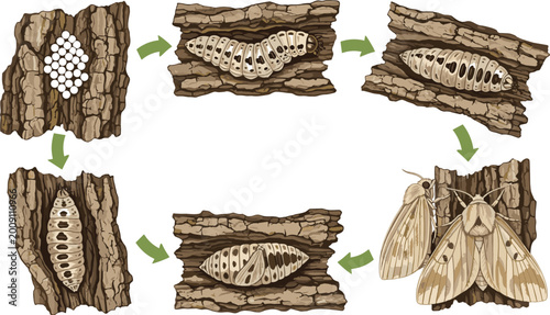 Fotografie Life cycle vector illustration of a moth showing egg caterpillar pupa and adult