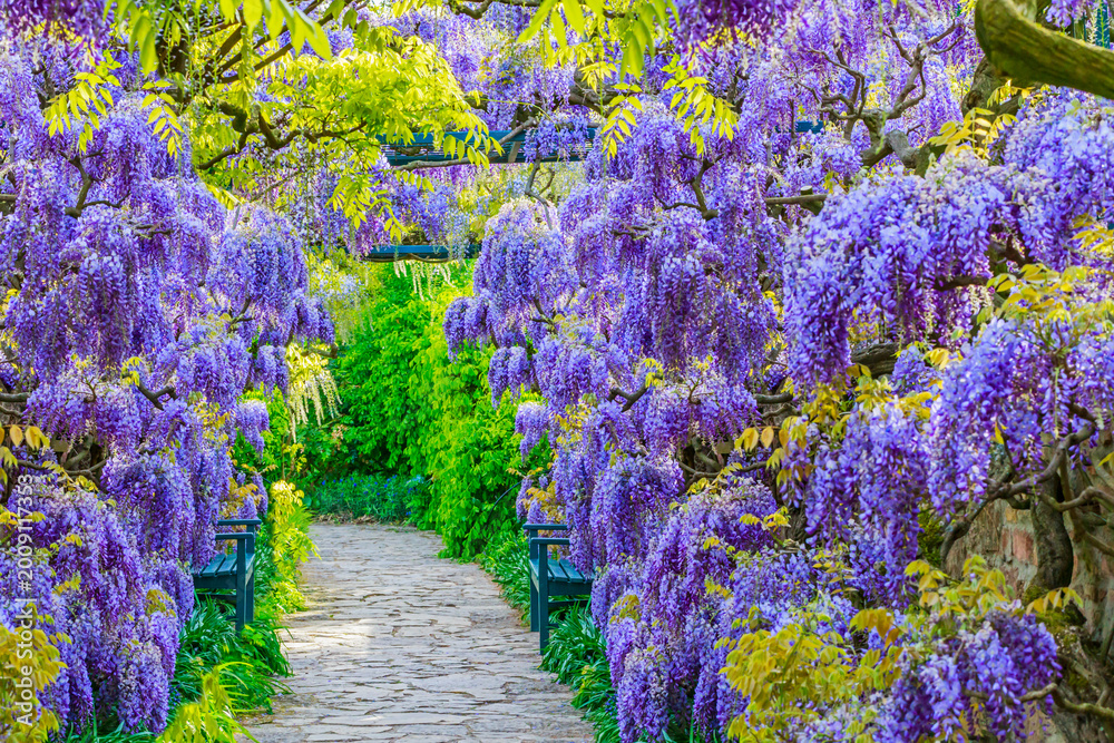 Obraz premium Blooming wisteria covers a garden path decorated with benches during springtime in a vibrant outdoor setting