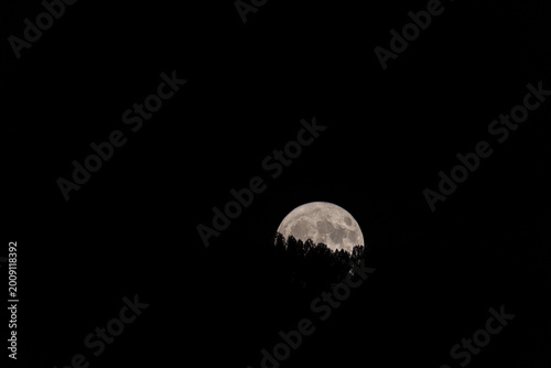 Moonlit Canopy: Full Moon Ascending Through Forest Veil