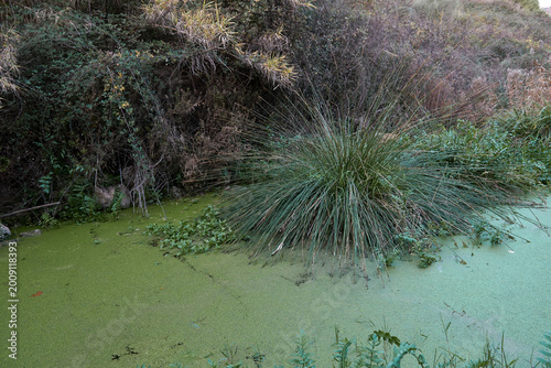 A small pond full of aquatic vegetation
