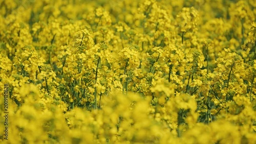 Vibrant field of blooming yellow rapeseed flowers under bright sunlight. Selective focus highlights blossoms creating beautiful bokeh effect
