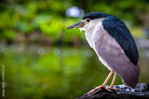 Black-crowned Night Heron (Nycticorax nycticorax)