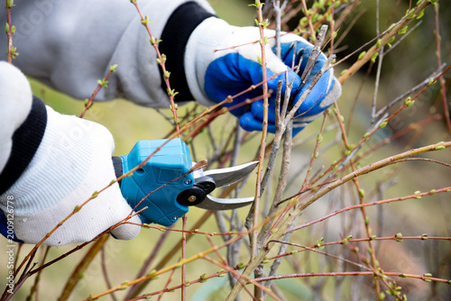 A gardener trims dead branches in the garden using cordless pruning shears. Spring pruning of dead branches in the garden.