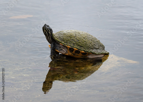 Red-bellied cooter turtle with its reddish-orange bottom shell, darker high-domed shell, and yellow stripes on its head stands reflected in shallow water.