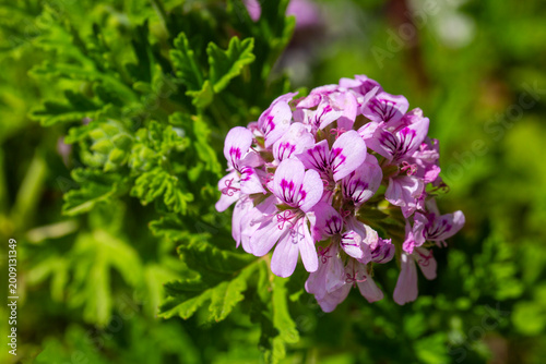 Macro View of Pink Pelargon...