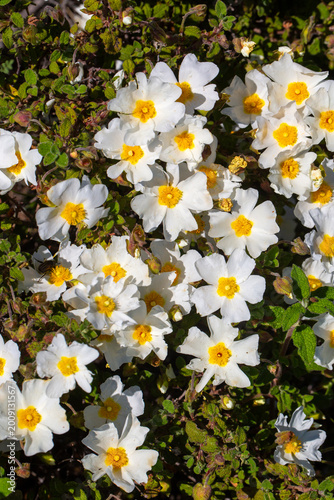 White Rockrose Cistus Salviifolius Flowers Blooming in Nature during Spring