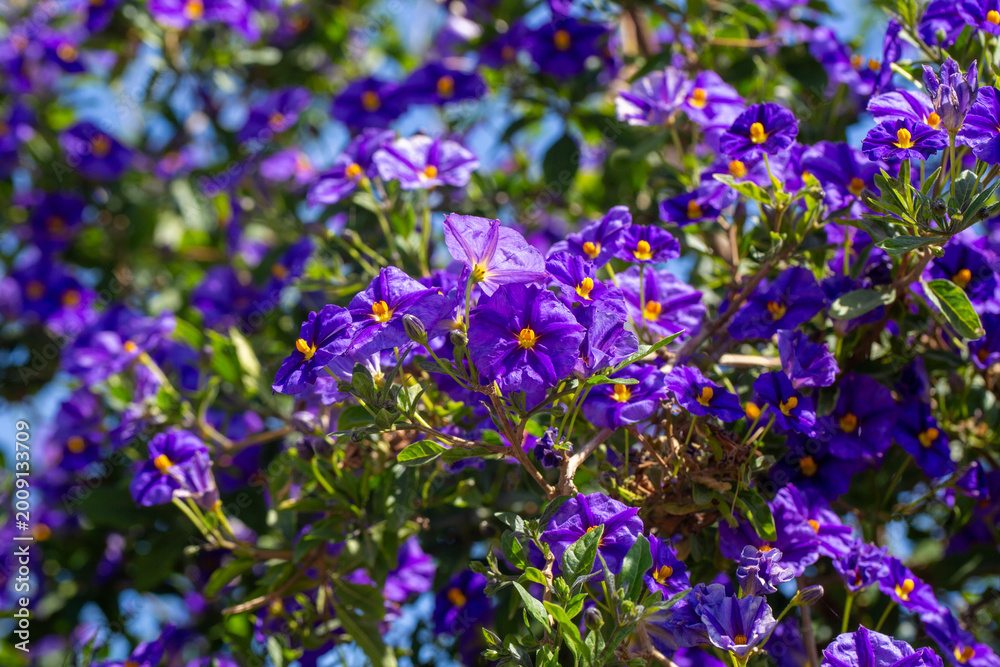 Fototapeta premium Massive Field of Blue Potato Bush Lycianthes Rantonnetii Flowers in Spring