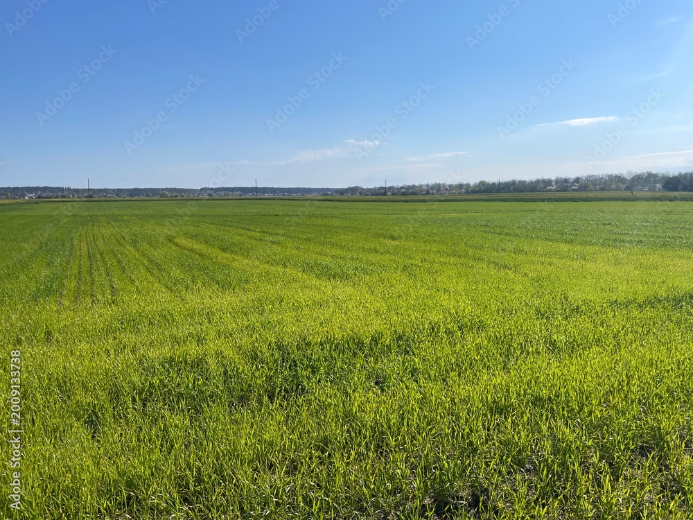 Obraz premium Fresh green grass growing in spring field