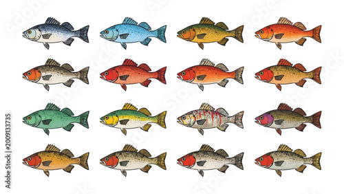 Schilderij op canvas Colorful fish illustration: An array of vibrantly colored fish swim, showcasing a spectrum of hues and unique patterns