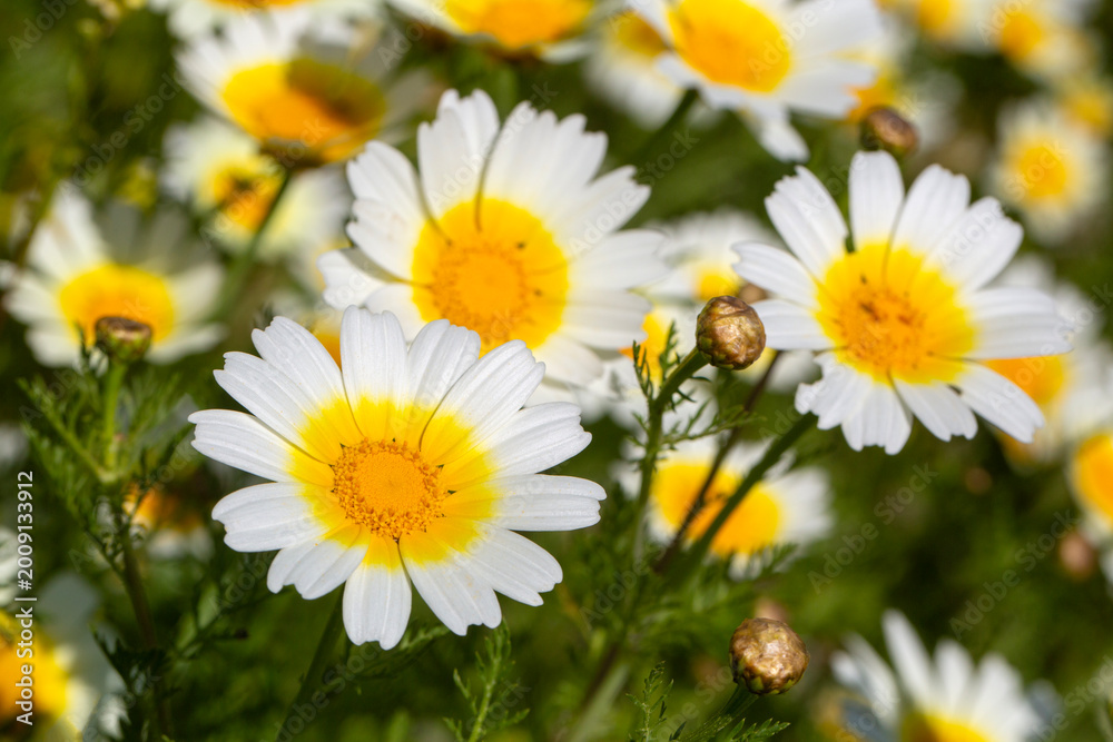 Fototapeta premium Vibrant Garland Chrysanthemum Glebionis Coronaria Flowers Blooming in Spring Meadow