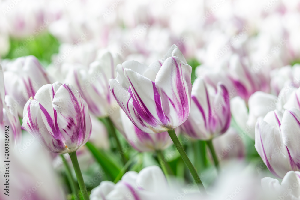 Fototapeta premium pink and white tulip