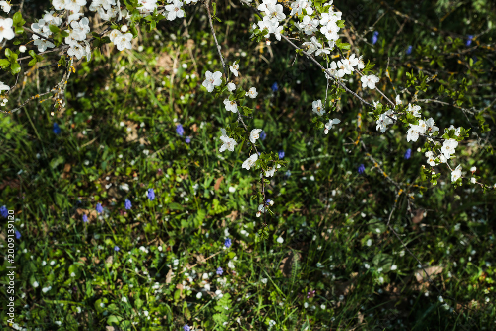 Fototapeta premium White blossom flowers on tree branch over green meadow