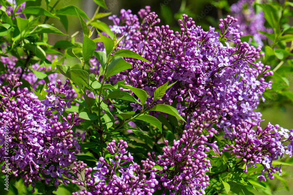 Obraz premium Close-up of blooming purple Lilac (Syringa vulgaris) flowers with green leaves in a sunny garden