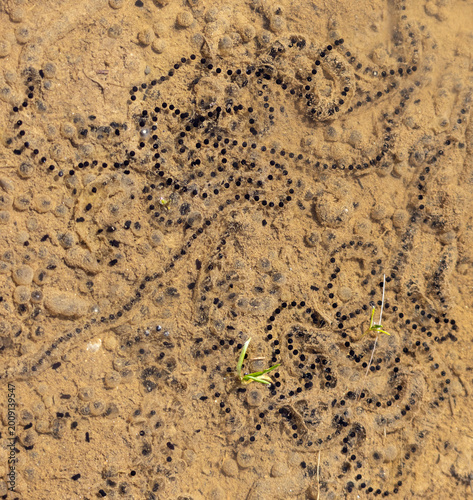 Cordon d'oeufs de calamites des joncs, Epidalea calamita, dans une flaque d'eau