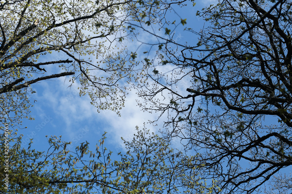 Fototapeta premium Tree branches with young leaves against blue sky background