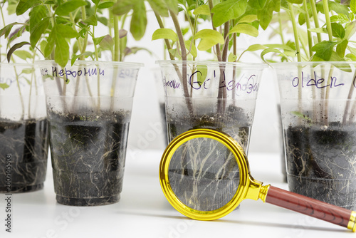 Fotografie Sustainable farming concept with eco-friendly biological solutions, examining pl