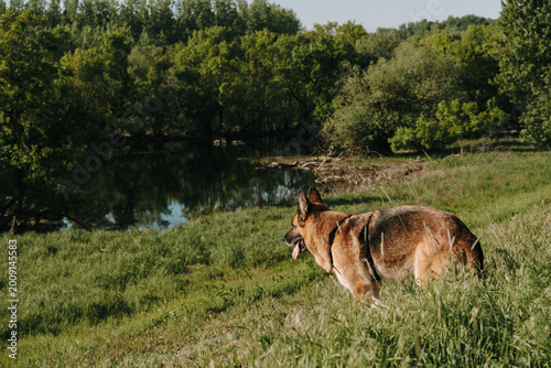 Принти на полотні German Shepherd stands in tall grass overlooking a calm riverside landscape