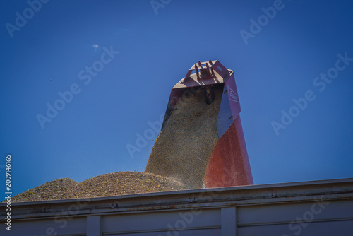 Dumping soybean grains onto a grain trailer for transportation