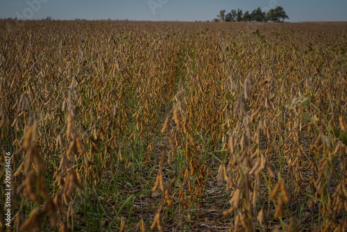 Soybean field in autumn