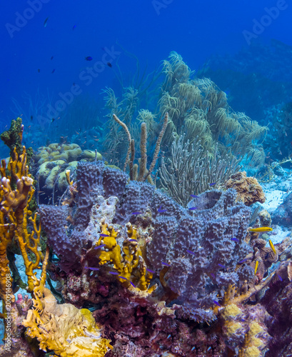 Caribbean coral garden, underwater Bonaire
