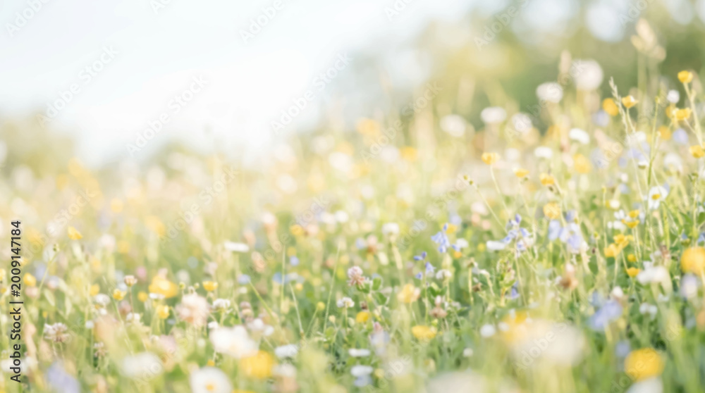 Obraz premium Beautiful field of white and yellow daisies blooming in a green grassy meadow under the open sky