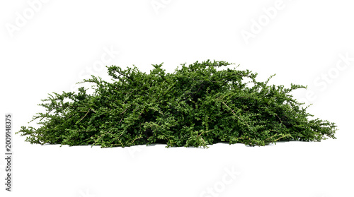 🌱 Dense Garden Shrub Texture Minimal Botanical PNG