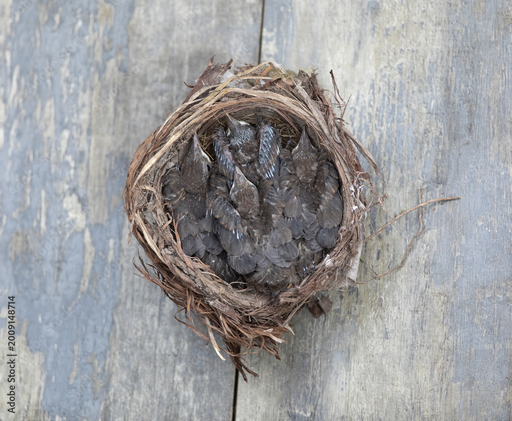 Naklejka premium thrush chicks in the nest
