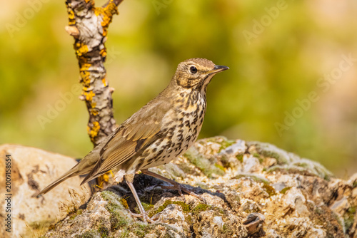 Obraz na płótnie Zorzal común (Turdus philomelos) en hábitat mediterráneo, posado sobre roca con