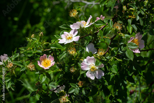 Photos Close-up of wild Dog Rose (Rosa canina) flowers blooming on a green bush in spri