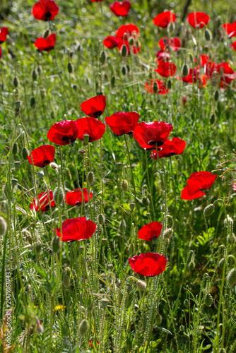 Close-up of vibrant red cor...
