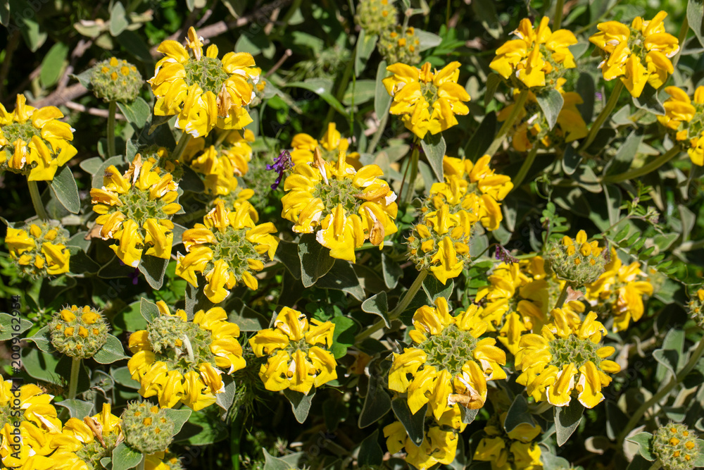 Obraz premium Yellow Jerusalem Sage (Phlomis fruticosa) flowers blooming on a wild bush in the Mediterranean sunlight