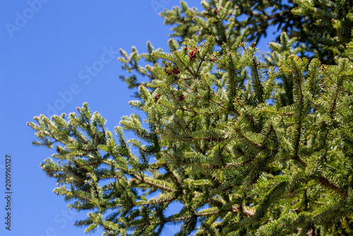 Close-up of green needles a...