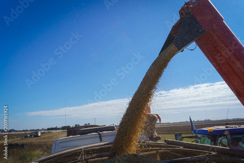 Dumping soybean grains onto a grain trailer for transportation