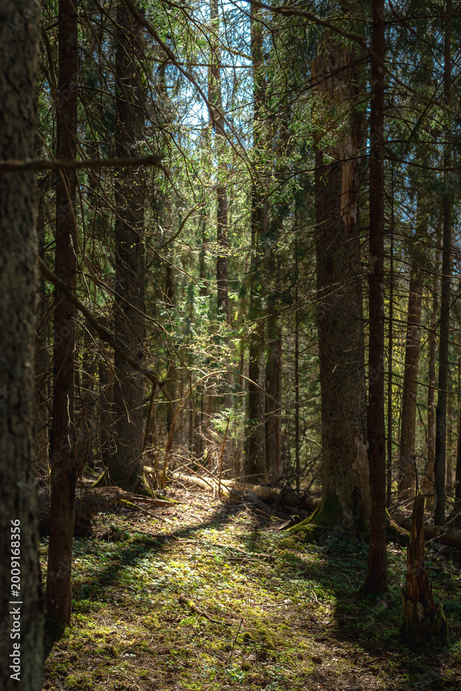 Fototapeta premium Sunlight filtering through trees in a quiet forest, creating a natural woodland scene with soft light and shadows on the ground.