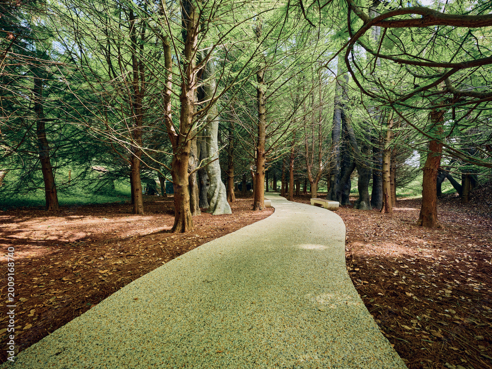 Fototapeta premium Path through trees in a peaceful forest walkway with dappled sunlight under a leafy canopy, curved gravel path covered with scattered leaves creating a serene natural park scene.
