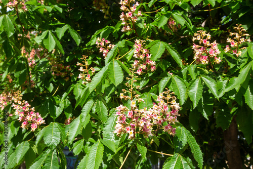 Blooming Red Horse-chestnut...