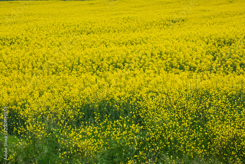 Foto Vast yellow rapeseed field (Brassica napus) in Thrace region of Turkey under a