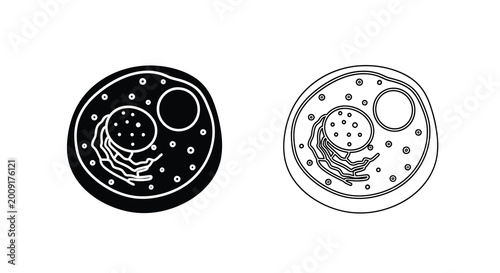 Photos Detailed illustrations of paramecium structures a comparative microscopic view