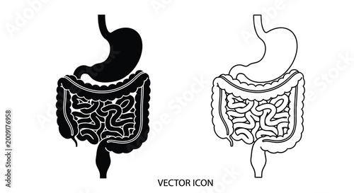 Human digestive system illustration stomach intestines and associated organs depicted in detail
