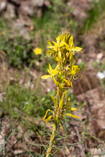 Close-up of vibrant yellow ...