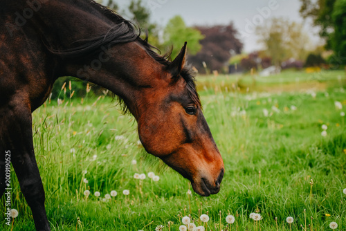 Bay horse in the field 