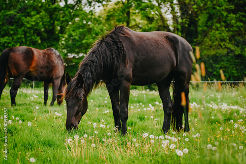 Black horse grazing in a meadow 