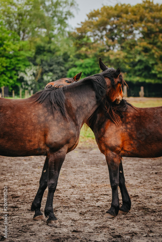 Two grooming horses, scratching each other on the back
