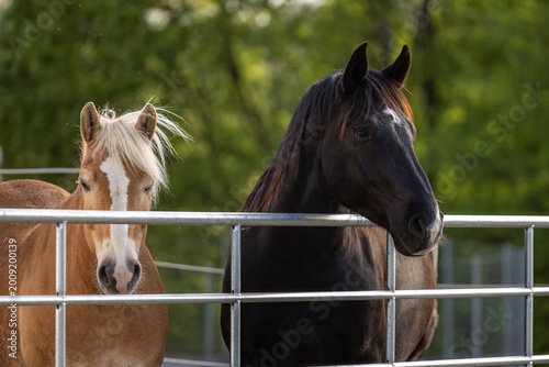 Foto Black Noriker and chestnut Haflinger geldings standing at paddock fence looking
