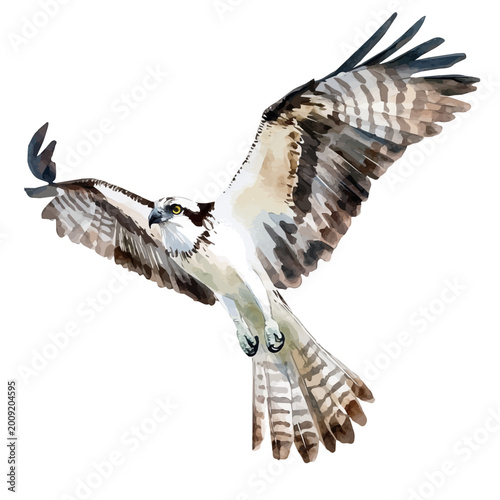 Photos Osprey, watercolor illustration featuring soft shadows and luminous, isolated on a white background