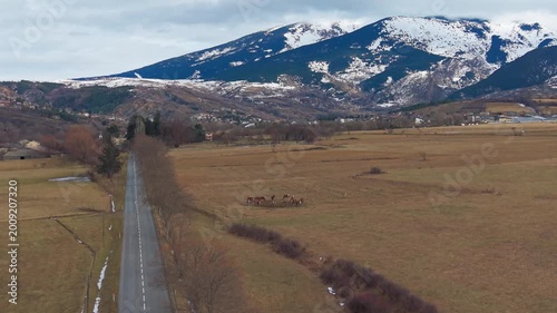 caballos al lado de la carretera