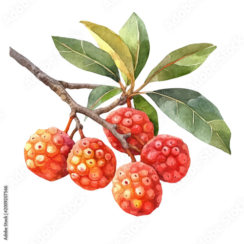 Photos Arbutus, watercolor clipart showing delicate textures and whimsical forms, isolated on a white background