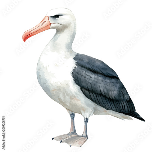 Bild auf Leinwand Albatross, watercolor vector depicting playful antics, isolated on a white background